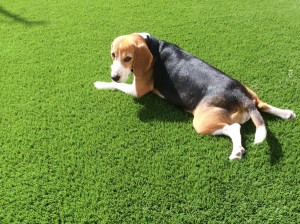 Pets can benefit from having synthetic turf