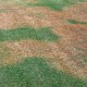 5 steps to remove brown spots on grass in Dubai