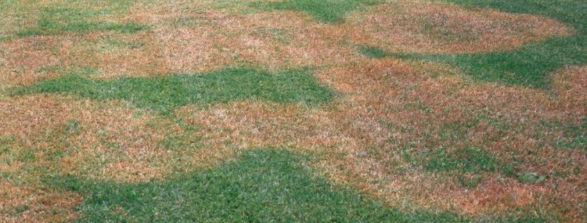 5 steps to remove brown spots on grass in Dubai