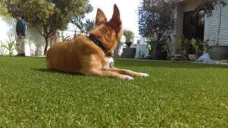 Dog sitting on artificial grass