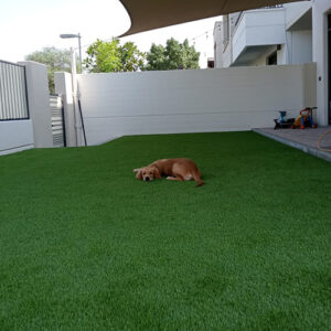 Dog resting on artificial grass