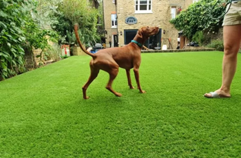 Dog Laying on Artificial Grass